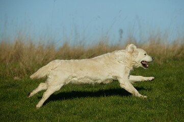 Obraz premium GOLDEN RETRIVIER