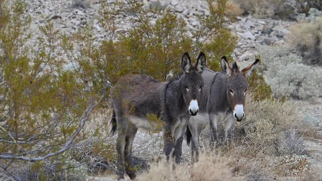 Two wild burros look warily at camera.