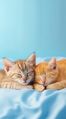Adorable kittens sleeping peacefully on soft blue surface, showcasing their fluffy fur and relaxed demeanor in a tranquil and heartwarming atmosphere.