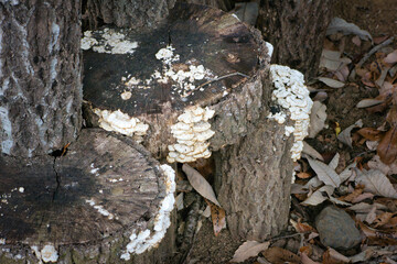 木に生えた食べらそうにない怪しいキノコ