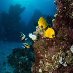 Masked Butterflyfish (Chaetodon semilarvatus) on the Umm Aruk divesite, Red Sea, Egypt