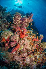 Fototapeta premium Diver with Anthias on the Umm Aruk divesite, Red Sea, Egypt