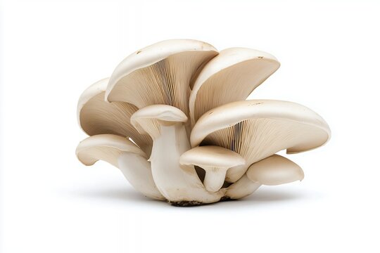 Fresh Oyster Mushrooms Gourmet Fungi for Cooking