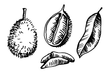Vector illustration of durian fruit and leaf on isolated background. Hand drawn tropical berry with prickly shell native to Malaysia. Whole and half exotic plant and creamy pulp. Design for sign