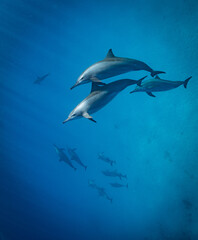 Naklejka premium spinner dolphins (Stenella longirostris) in the Red Sea, Egypt