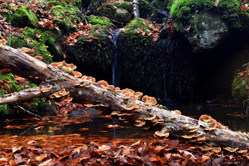 Dead wood fungi grow next to a mountain stream