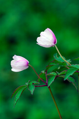 The wild plant wood anemone  (Anemonoides nemorosa or Anemone nemorosa) in flower