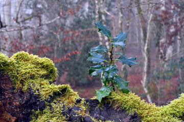 A young specimen of holly (Ilex aquifolium) grows on the stump