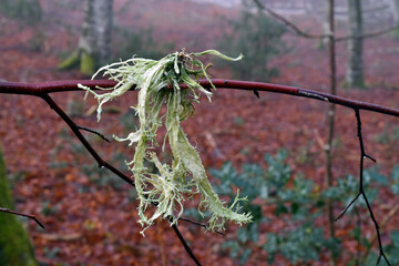 The fruticose lichen Ramalina farinacea hanging from a branch