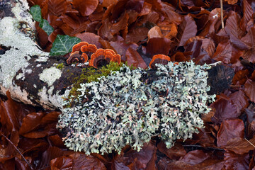 Lichens and fungi on a dead beech branch