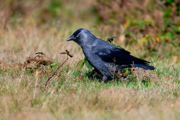 Dohlen im Herbst bei der Futtersuche	
