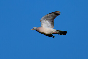 Ringeltaube im Flug	