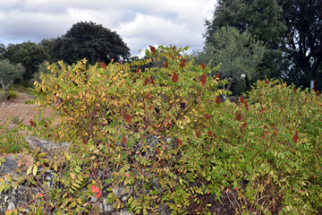 Specimens of Sicilian sumac (Rhus coriaria) in flower