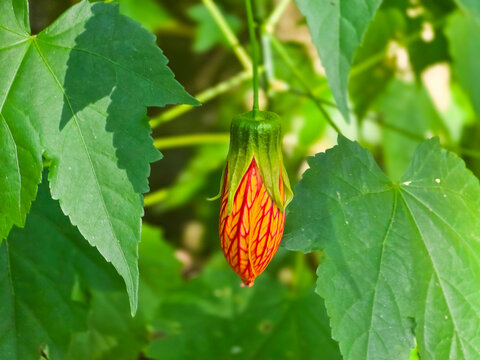 Beautiful Red Abutilon striatum Flower in Full Bloom. Striped Abutilon，Red-veined Abutilon，Chinese Lantern，Lanterna Chinesa.