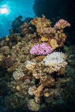 Corals on the Abu Dhabab divesite, Red Sea, Egypt