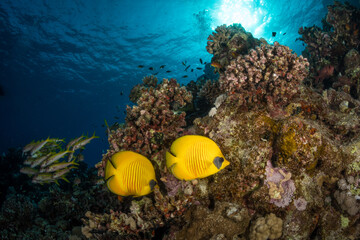 Masked Butterflyfish (Chaetodon semilarvatus) on the Abu Dhabab divesite, Red Sea, Egypt