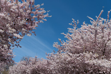 Blooming Sakura. Sakura blossom and flower. Beautiful spring season. Pink Sakura flower against a blue sky. Spring nature. Sakura tree with blooming flower. Flowering pink garden