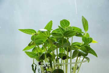 Young bean sprouts are growing in a plastic bottle with green leaves isolated white background