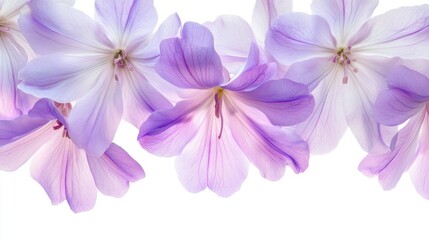 Delicate Lavender Flowers, Floral Border