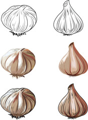 Garlics  vector illustration