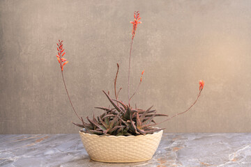 Beautiful aloe pink blush clumping succulent plant with raised pink ridges