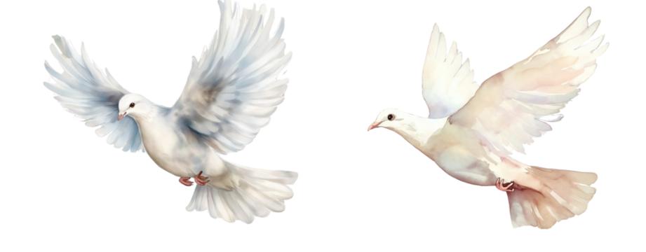 Elegant Watercolor Doves with Transparent Background – Perfect for Creative Projects transparent background