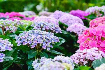 Colorful hydrangea flowers in  garden bloom in winter morning with blur background.