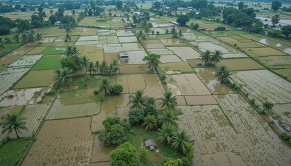 Fototapeta premium Aerial View of Rice Paddies