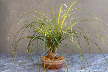 Beaucarnea recurvata or elephant's foot or ponytail palm bonsai against a grey wall and on ceramic floor