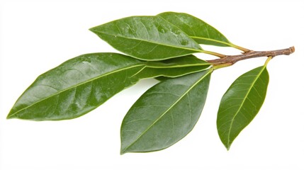 Fototapeta premium Fresh Green Bay Leaves on Branch Isolated on White Background for Culinary Use
