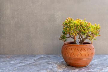 Crassula gollum in a beautiful terracotta flowerpot with a blank space for your text