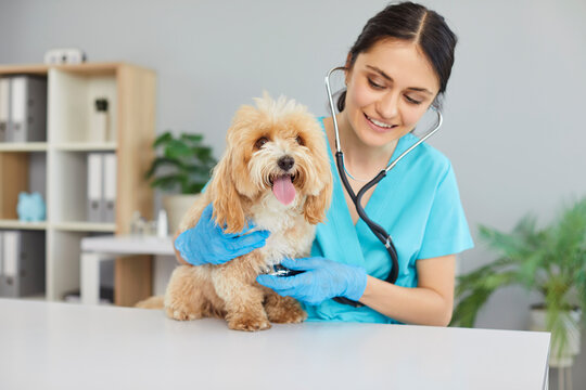 Veterinarian doctor or nurse conducts a medical checkup on a dog in a vet clinic using a stethoscope. The healthcare professional ensures the pet health and well-being through thorough examination.