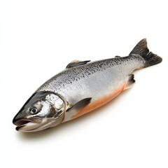 A single salmon highlighted under soft lighting to emphasize detail on a clean white background