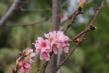 Vibrant pink cherry blossoms are beautifully clustered on branches that symbolizes the beauty of spring season