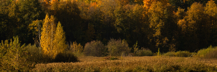 bright vibrant colors of golden autumn. october deciduous forest or park with lush multi-colored foliage. widescreen panoramic side view in 15x5 format