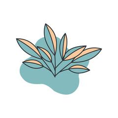 lily flower isolated on white