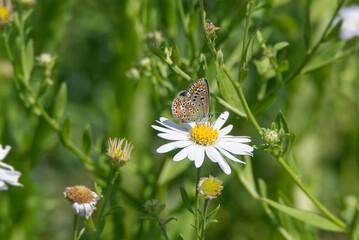 Common Blue (Polyommatus icarus) butterfly sitting on a white daisy in Zurich, Switzerland
