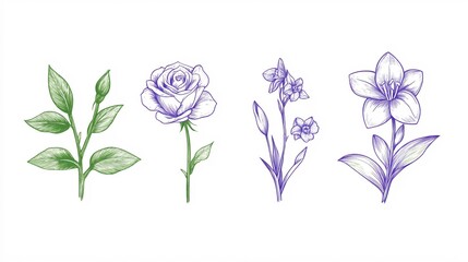 Elegant Line Art Floral Illustrations Featuring Various Blossoms and Leaves
