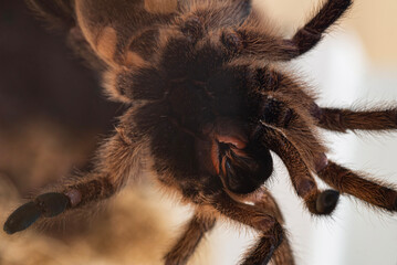 Spider Golden Blue Legged Baboon on a glass wall.