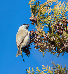 Marsh tit, Poecile palustris, Parus palustris A bird sits on a branch of a thuja tree and eats seeds
