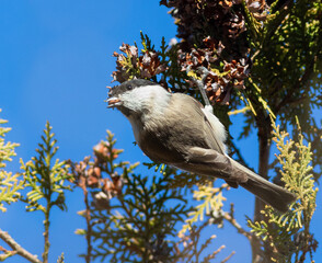 Marsh tit, Poecile palustris, Parus palustris A bird sits on a branch of a thuja tree and eats seeds