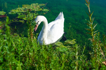 swan on the lake