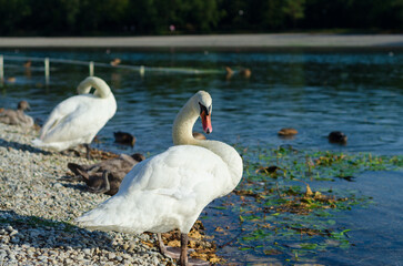 swans on the lake
