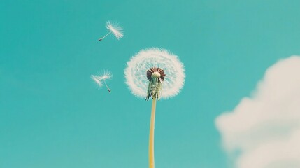 Fototapeta premium Dandelion Seeds Floating Against a Clear Blue Sky on a Beautiful Day