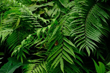 Fototapeta premium Ferns