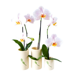 A delicate arrangement of five to seven phalaenopsis orchid flowers in slender, cream-colored ceramic pots, varying in size and bloom stage, sit atop a transparent background, allowi