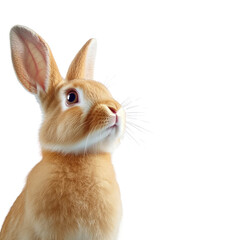Fototapeta premium Adorable Fluffy Orange Rabbit Looking Upward