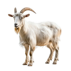 white goat with long. curved horns and a fluffy coat. standing on a plain background the goat appears calm and alert. showcasing its unique characteristics and natural beauty educational. agricultural