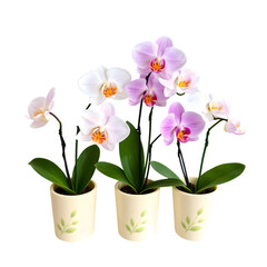 A delicate arrangement of five to seven phalaenopsis orchid flowers in slender, cream-colored ceramic pots, varying in size and bloom stage, sit atop a transparent background, allowi