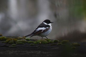 Semi-collared Flycatcher. Ficedula semitorquata